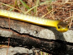 Dendrelaphis punctulatus