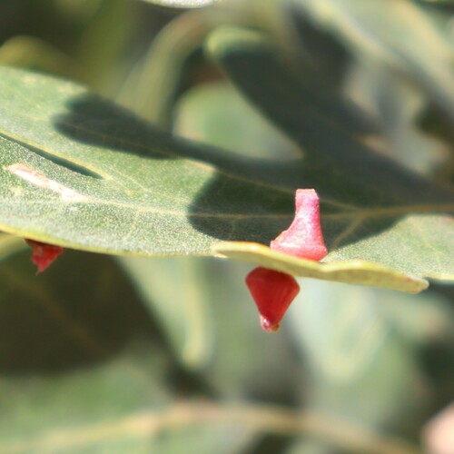 iNaturalist observation photo of Red Cone Gall Wasp