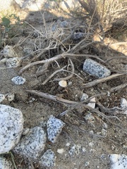 Battarrea phalloides