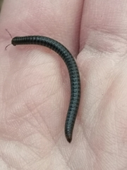 Tachypodoiulus niger