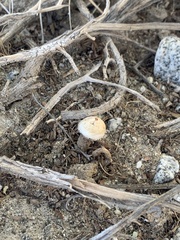 Battarrea phalloides
