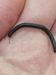 Tachypodoiulus niger