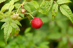 Rubus rosifolius