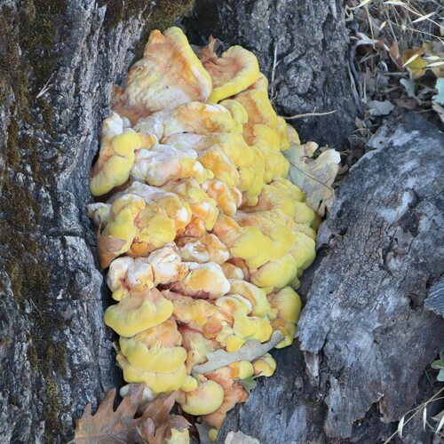 iNaturalist observation photo of Western Hardwood Sulphur Shelf