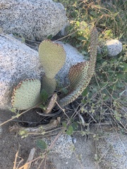 Opuntia basilaris basilaris