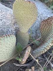Opuntia basilaris basilaris