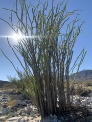 Fouquieria splendens splendens