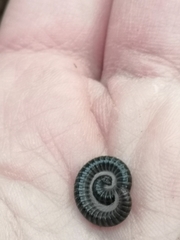 Tachypodoiulus niger