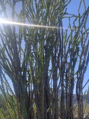 Fouquieria splendens splendens