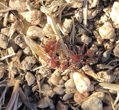 Pogonomyrmex occidentalis