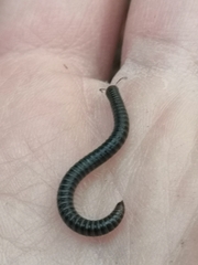 Tachypodoiulus niger