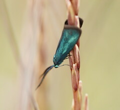Pollanisus viridipulverulenta