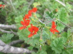 Pelargonium fulgidum
