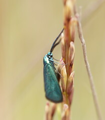 Pollanisus viridipulverulenta