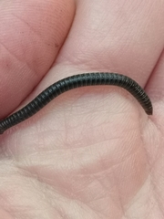 Tachypodoiulus niger