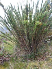 Chusquea tessellata