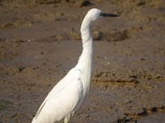 Egretta garzetta