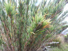 Chusquea tessellata