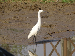 Egretta garzetta