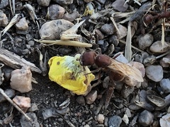 Pogonomyrmex occidentalis