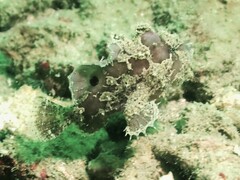 Abantennarius nummifer