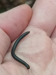 Tachypodoiulus niger