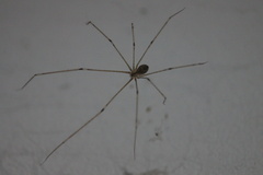Crossopriza lyoni