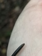 Tachypodoiulus niger