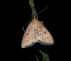 Uresiphita ornithopteralis