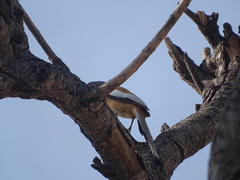 Dendrocitta vagabunda