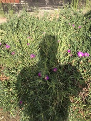 Ruschieae