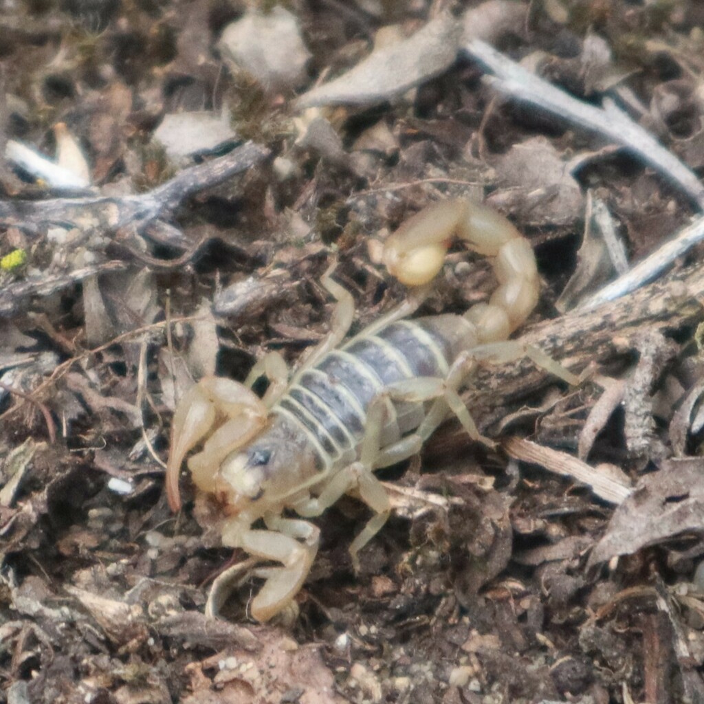Monterey dune scorpion
