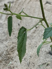 Anoda cristata
