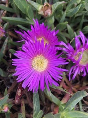 Ruschieae