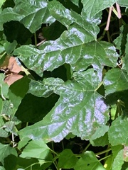 Liquidambar styraciflua