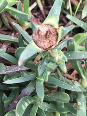 Ruschieae