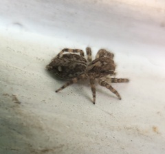 Plexippus paykulli