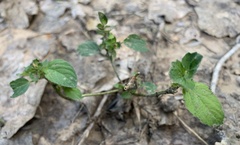 Acalypha neomexicana