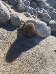 Mammillaria dioica dioica