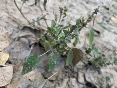 Acalypha neomexicana