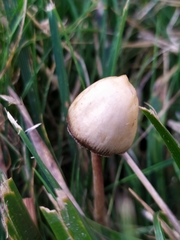 Psilocybe semilanceata