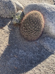 Mammillaria dioica dioica