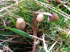 Psilocybe semilanceata