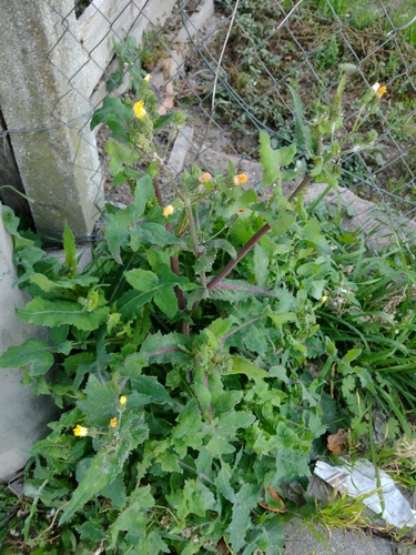mlieč zelinný (Sonchus oleraceus)