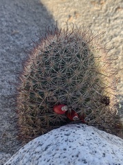 Mammillaria dioica dioica