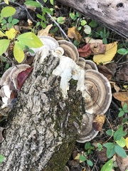 Trametes cubensis