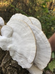 Trametes cubensis