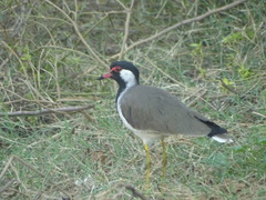Vanellus indicus