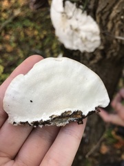 Trametes cubensis