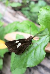 Notocrypta paralysos varians